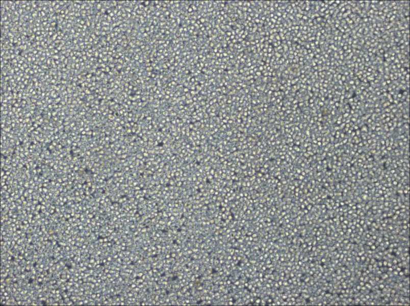 NCI-H929 Cell Complete MediumNCI-H929 Cell Complete Medium - 2