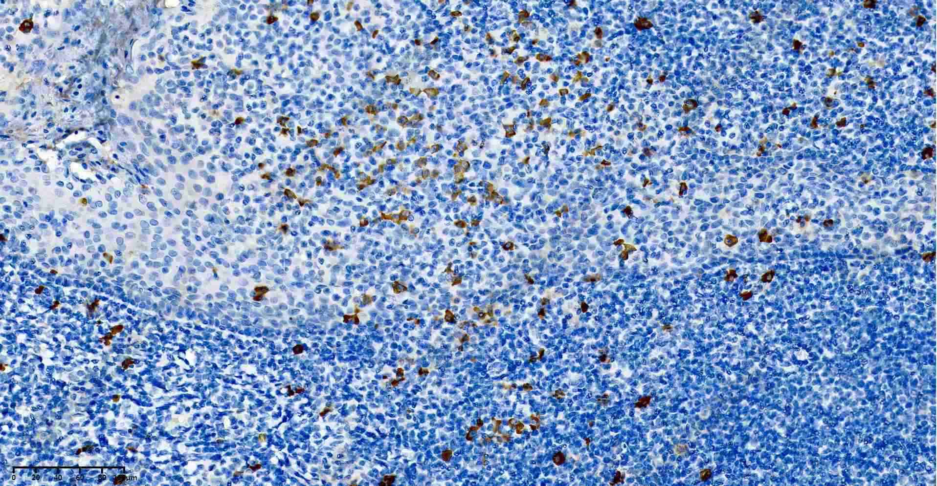 Recombinant Bax Monoclonal Antibody - 8
