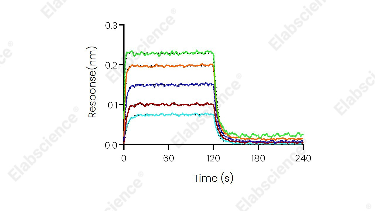 Recombinant Human CD226/DNAM-1 Protein (His Tag) - 2