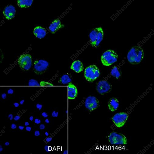 Recombinant CD15/SSEA1 Monoclonal Antibody - 5