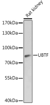 Western blot analysis of extracts of Rat kidney using UBTF Polyclonal Antibody at 1:1000 dilution.