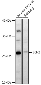 Western blot analysis of extracts of various cell lines using Bcl-2 Polyclonal Antibody at 1:1000 dilution.