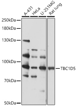 Western blot analysis of extracts of various cell lines using TBC1D5 Polyclonal Antibody at 1:1000 dilution.