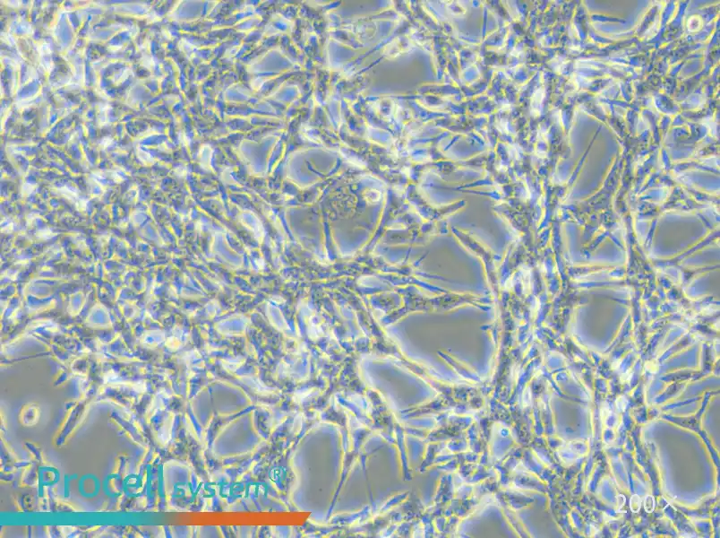 CT26.WT Cell Complete Medium - small - 6