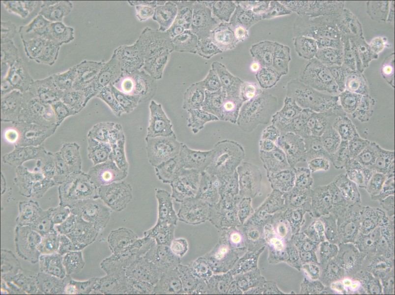 Caov-3 Cell Complete Medium - small - 4
