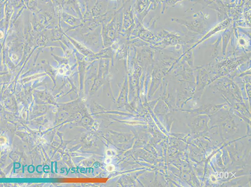 A172 Cell Complete Medium - small - 4