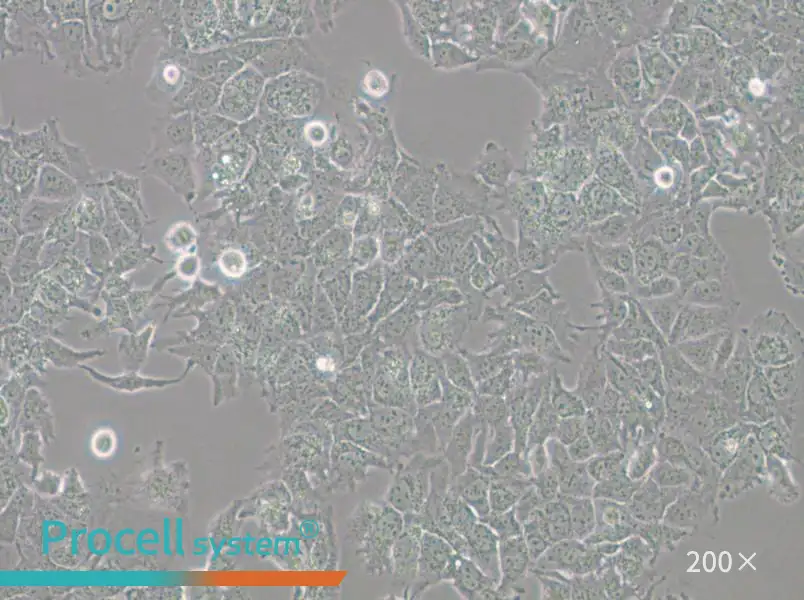 HuH-7 Cell Complete Medium - small - 5