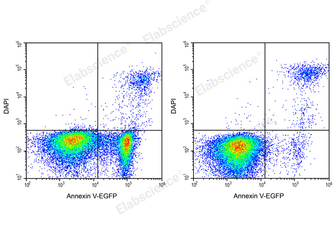 Annexin V-EGFP/DAPI Apoptosis Kit-1