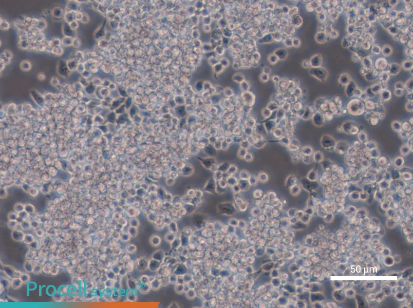 Y3-Ag 1.2.3 Cell Complete Medium - 4