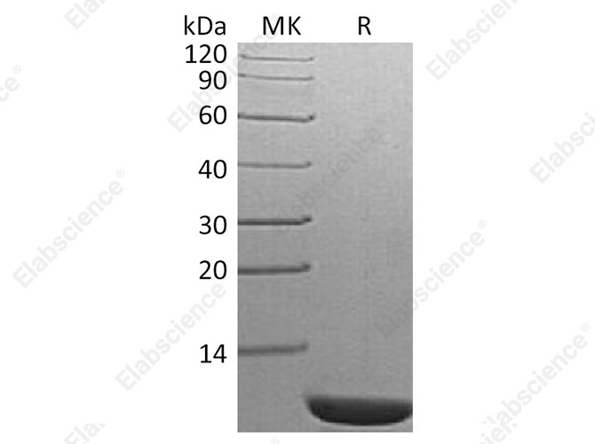 Recombinant S. cerevisiae TIM14 Protein - 1