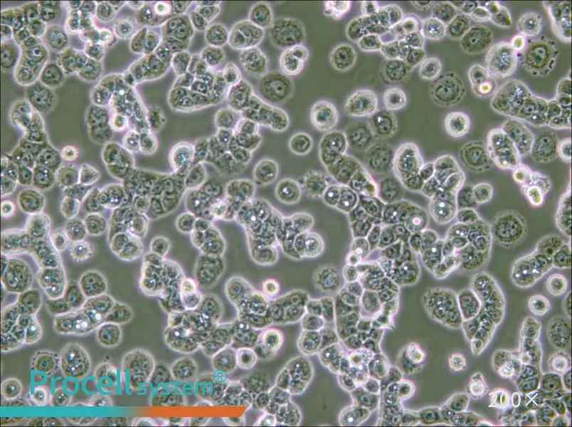 NCI-H2087 [H2087] Cell Complete Medium - small - 5