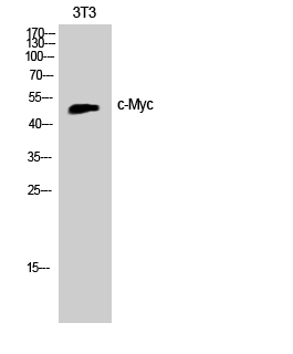 Western Blot analysis of Jurkat cells with c-Myc Polyclonal Antibody.