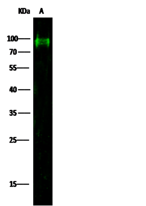 CD44 Monoclonal Antibody - small - 2