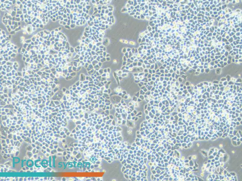 HCT-15-5FU Cell Complete Medium - 2