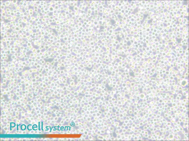 BALL-1 Cell Complete Medium - 6