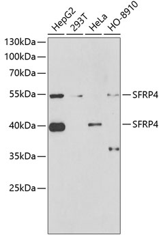 Western blot analysis of extracts of various cell lines using SFRP4 Polyclonal Antibody at 1:1000 dilution.