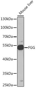 Western blot analysis of extracts of Mouse liver using FGG Polyclonal Antibody at 1:1000 dilution.