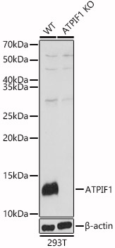 Western blot analysis of extracts from wild type(WT) and ATPIF1 knockout (KO) 293T(KO) cells using ATPIF1 Polyclonal Antibody at 1:1000 dilution.