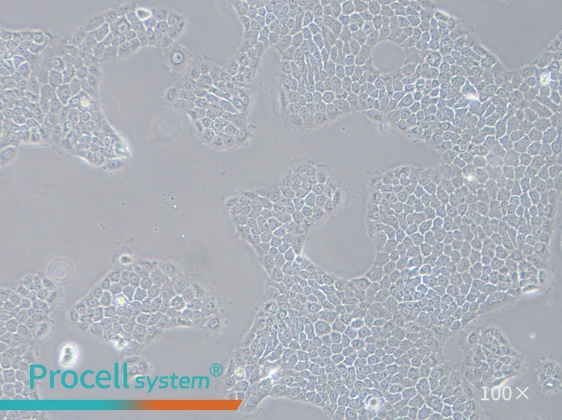 BxPC-3 Cell Complete Medium - 3