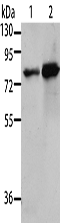 Western Blot analysis of 293T and A431 cell using MSN Polyclonal Antibody at dilution of 1:500