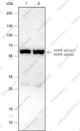 Recombinant AMPK alpha 1+AMPK alpha 2 Monoclonal Antibody - 1
