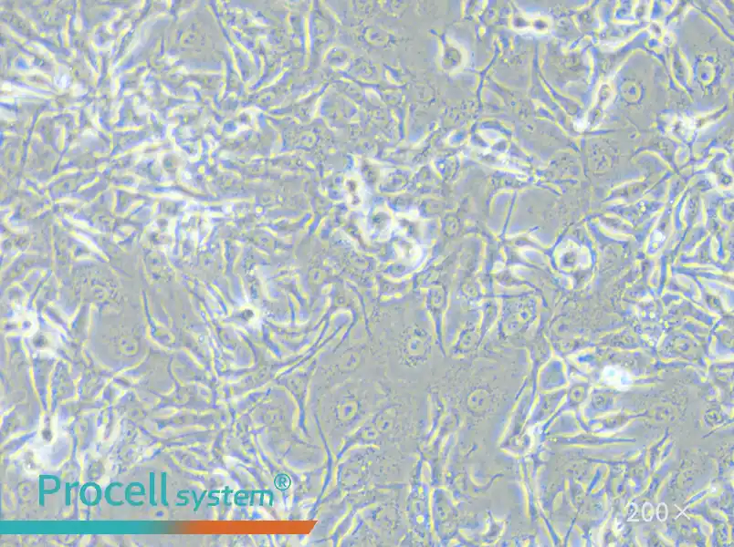 HCCC-9810 Cell Complete Medium - small - 5