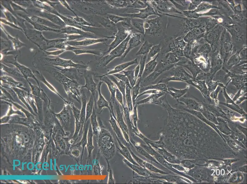 FRhK-4 Cell Complete Medium - small - 4