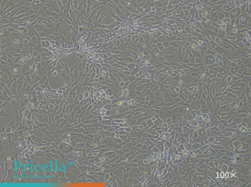 Rat Intervertebral Disc Fibroblast Cells Isolation and Culture Kit - small - 2