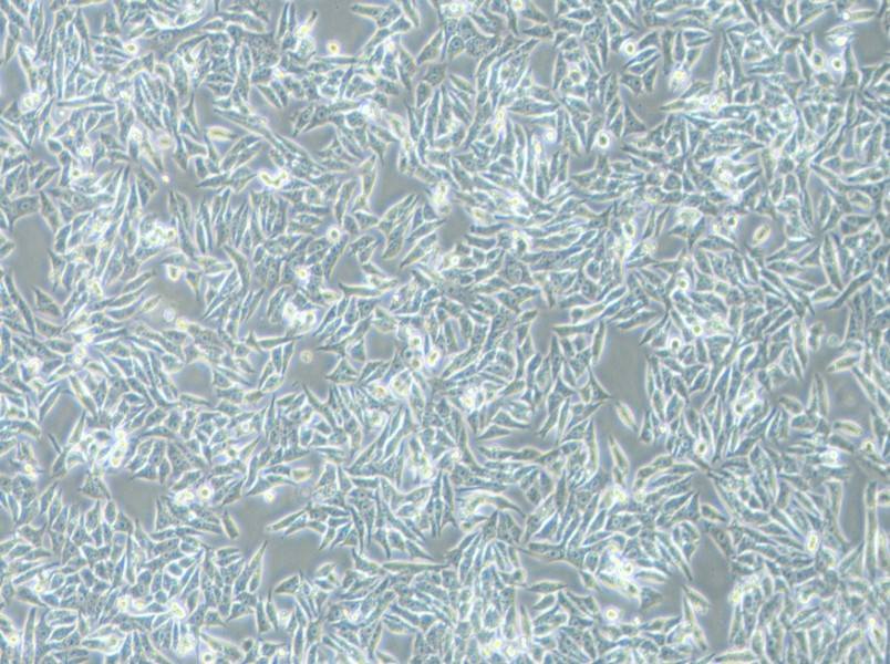 HGC-27 Cell Complete Medium-searchlist-1