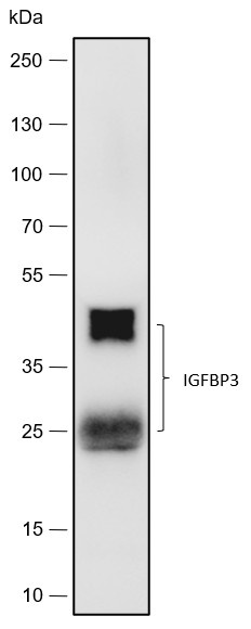 Recombinant IGFBP3 Monoclonal Antibody-searchlist-1