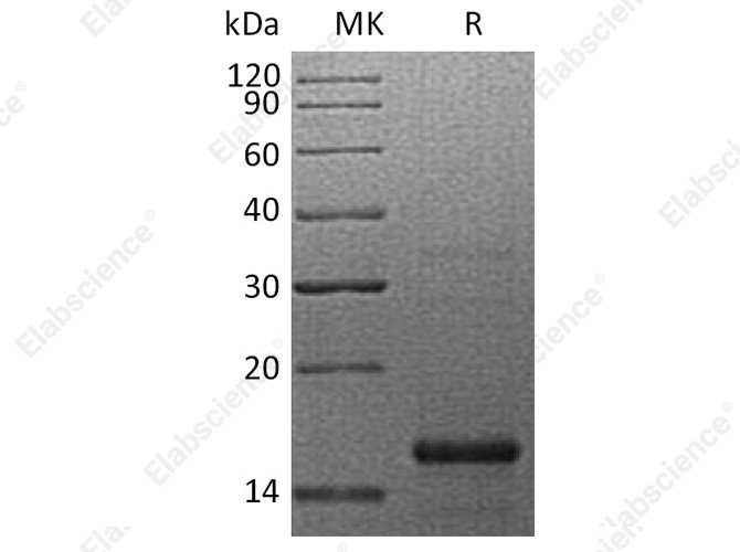 Recombinant Human GFER Protein (His Tag) - 1