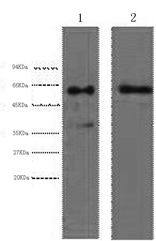 Western Blot analysis of 1) Hela, 2) HepG2 cells using CK-6A/B/C Monoclonal Antibody at dilution of 1:2000.