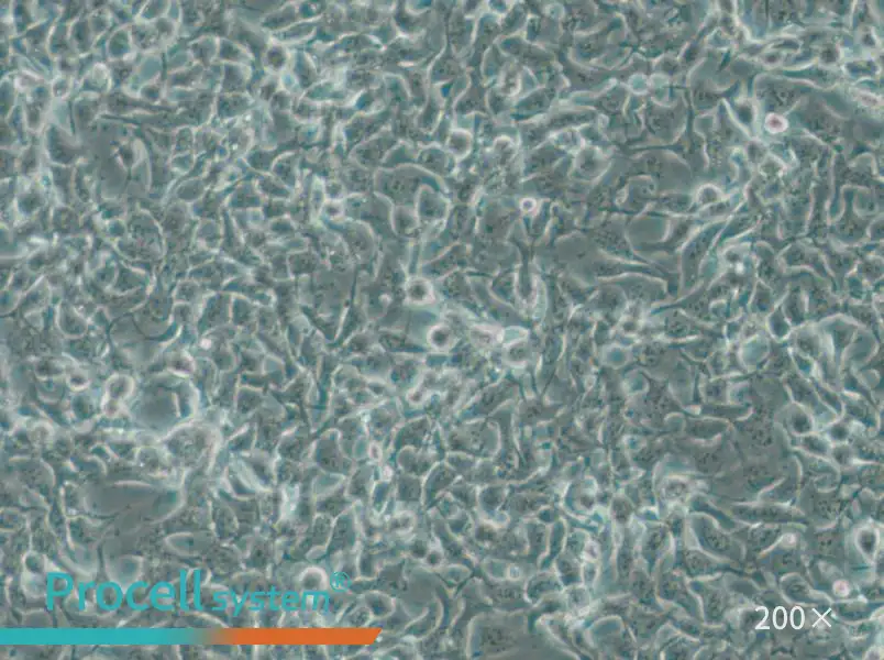 CAL-33 Cell Complete Medium - 4