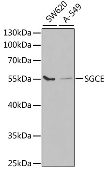 Western blot analysis of extracts of various cell lines using SGCE Polyclonal Antibody at 1:1000 dilution.