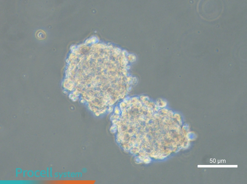 NCI-H1975 (3D)NCI-H1975 (3D) - 4