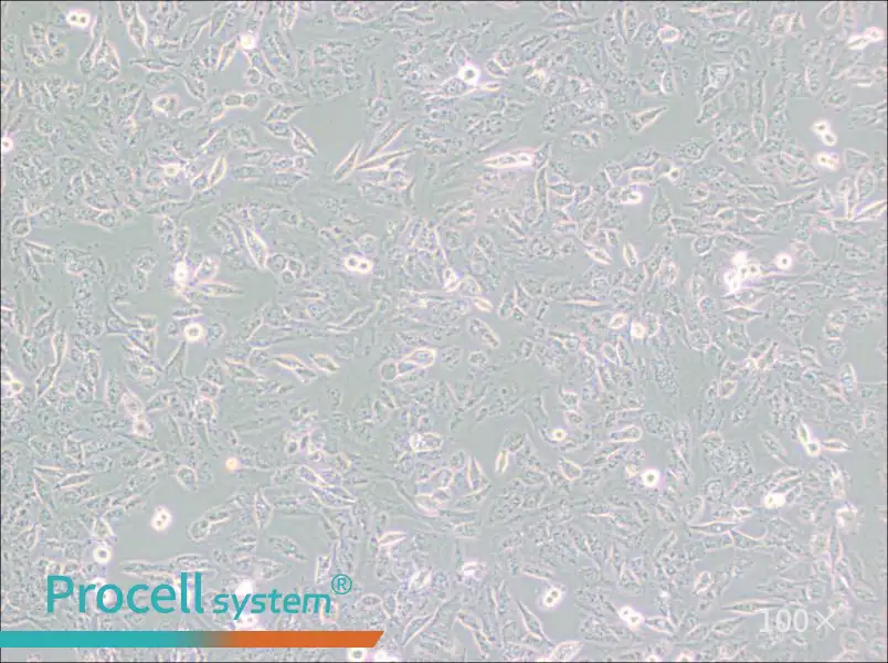 C643 Cell Complete Medium - 1