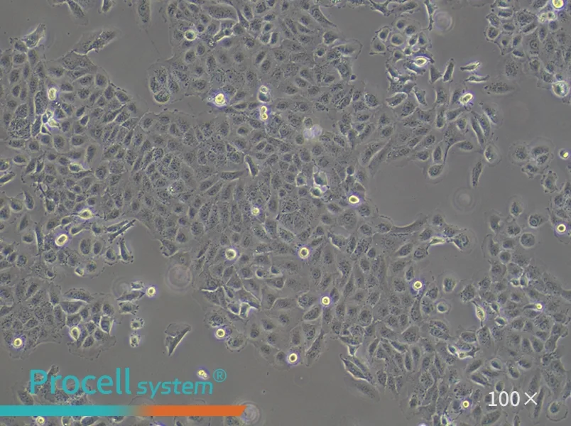 DU 145 Cell Complete Medium - 3