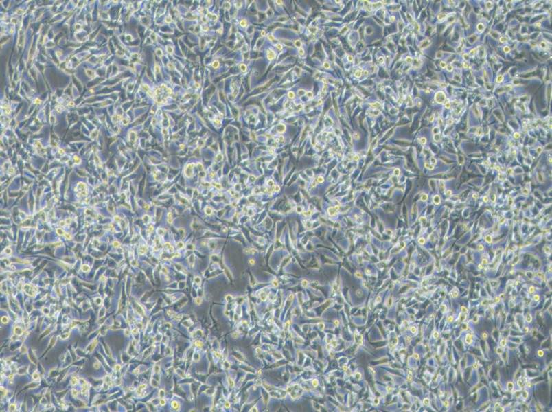 EBC-1 Cell Complete Medium-searchlist-1