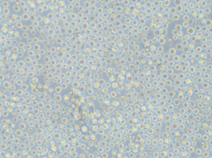 K562-FLUC Cell Complete Medium - small - 5