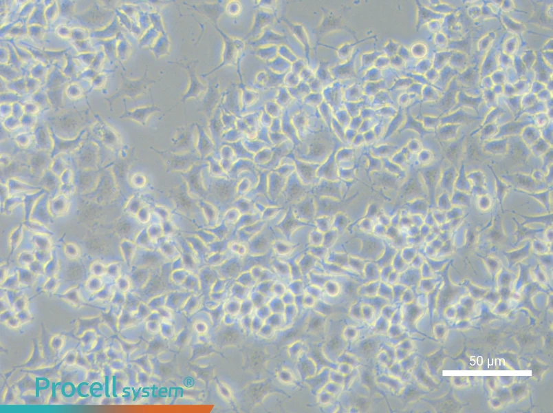RLE-6TN Cell Complete MediumRLE-6TN Cell Complete Medium - 5