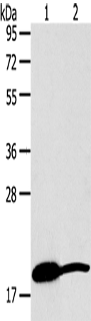 Western Blot analysis of Mouse heart and liver tissue using GDF2 Polyclonal Antibody at dilution of 1:200