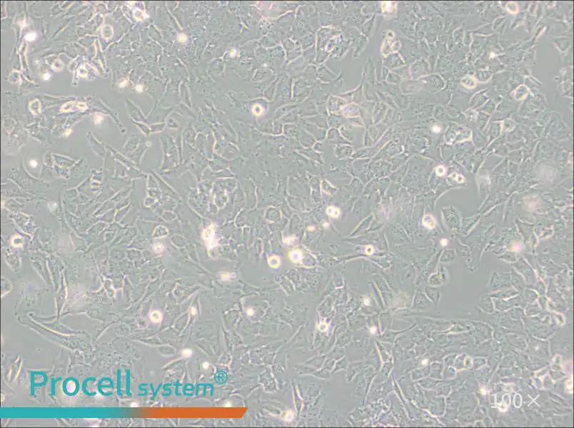 T98G Cell Complete Medium - 1