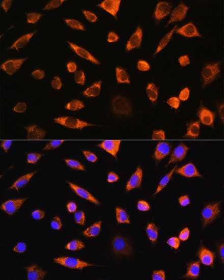 Immunofluorescence analysis of L929 cells using PEBP4 Polyclonal Antibody at dilution of 1:100. Blue: DAPI for nuclear staining.