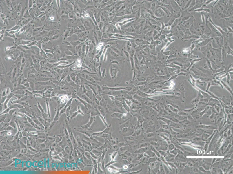 OCUT-2C Cell Complete Medium - 2