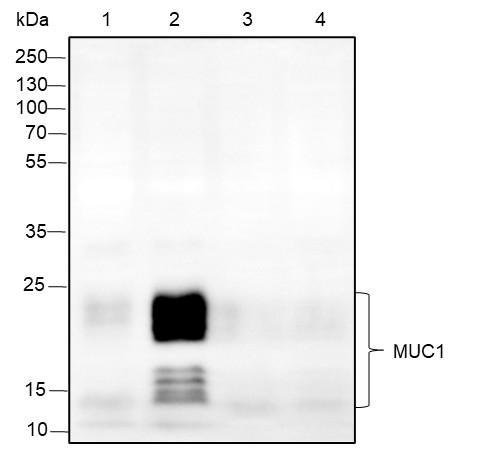 Recombinant MUC1 Monoclonal Antibody-searchlist-1