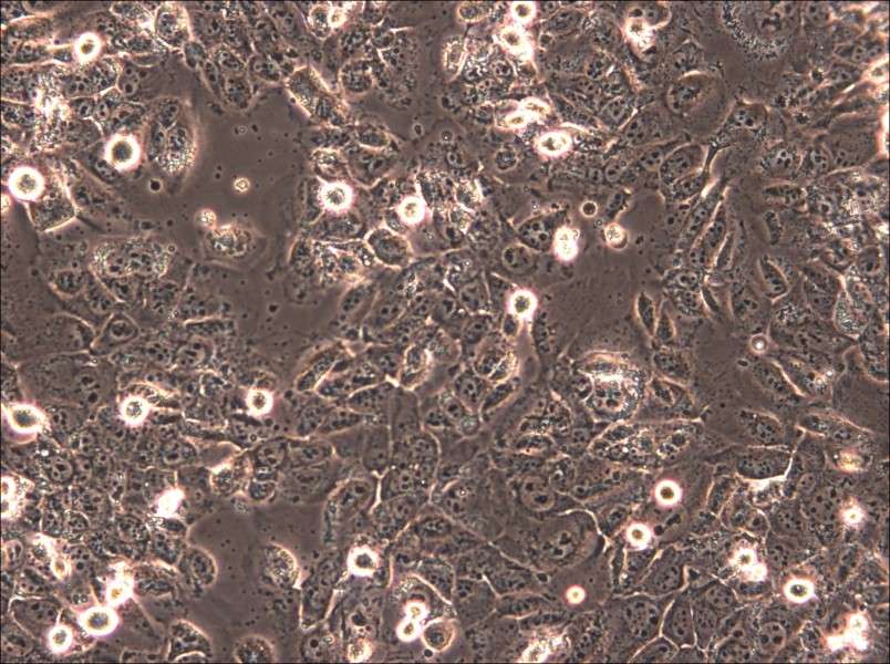 HTh83 Cell Complete Medium - 5