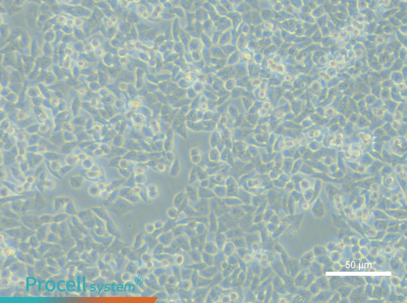 LIM1215 - 5
