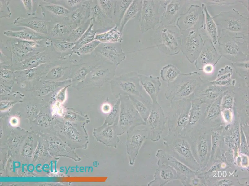 Daoy Cell Complete Medium - small - 5