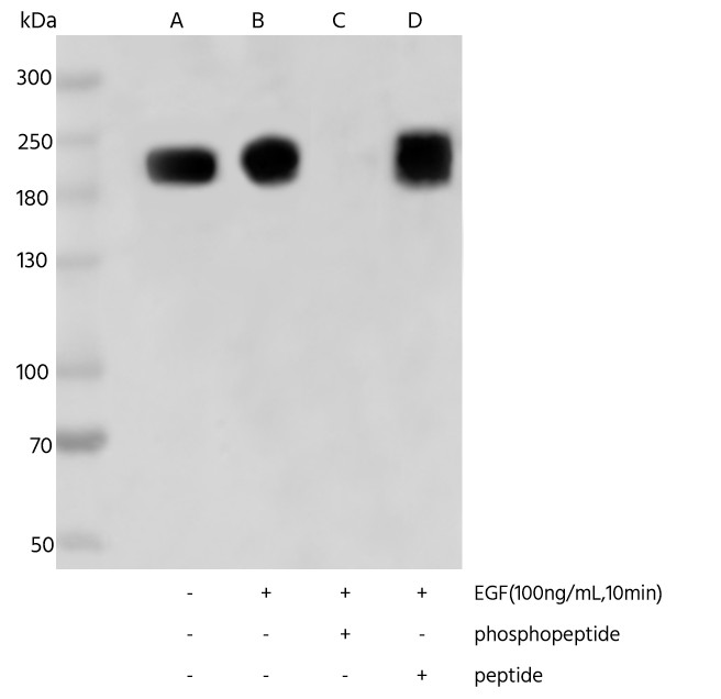Recombinant Phospho-EGF Receptor (Thr669) Monoclonal Antibody - small - 2