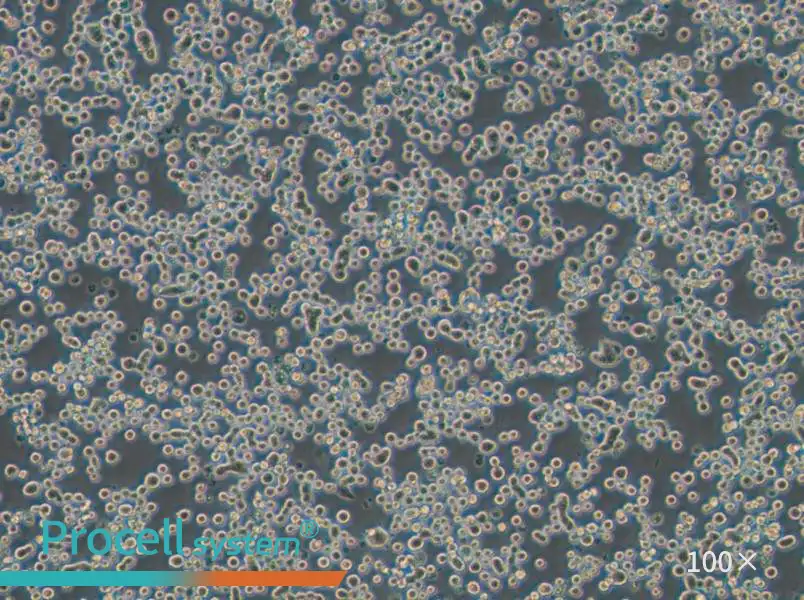 MDA-MB-134-VI (L15) Cell Complete MediumMDA-MB-134-VI (L15) Cell Complete Medium - 3